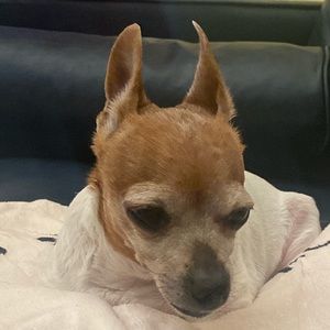 Meet your Posher, Vicky